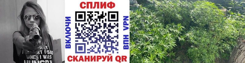 Бошки марихуана VHQ Коломна